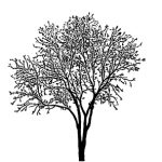VT_Prunus_serr_sunset_boulev