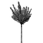 VT_Prunus_serrulata_kanzan_albero