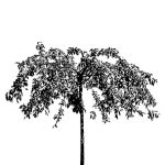 VT_Prunus_serrulata_kiku_shidare