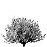 VT_Prunus_subhirtella_autumnalis