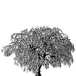 VT_Prunus_subhirtella_pendula