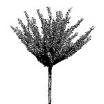 VT_Prunus_yedoensis