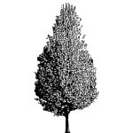 VT_Pyrus_calleryana_chanticleer