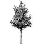 VT_Quercus_ilex_2