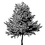 VT_Quercus_phellos