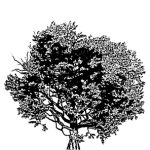 VT_Quercus_robur