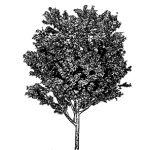 VT_Quercus_rubra