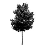 VT_Robinia_pseudoacacia_nyirsegi
