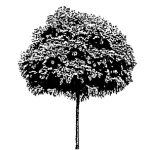 VT_Robinia_pseudoacacia_umbraculifera