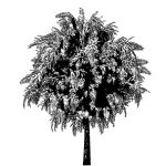 VT_Salix_alba