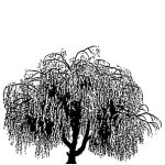 VT_Salix_babylonica
