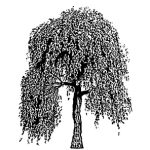 VT_Sophora_japonica_pendula