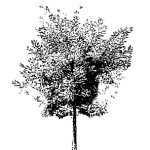 VT_Sophora_japonica_regent