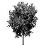 VT_Sorbus_aucuparia