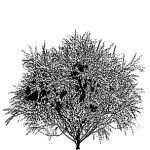 VT_Tamarix_gallica