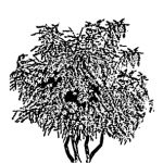 VT_Tamarix_ramosissima