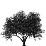 VT_Tamarix_tetranda