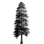 VT_Taxodium_distichum