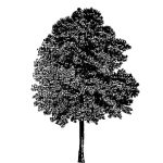 VT_Tilia_hybrida_argentea
