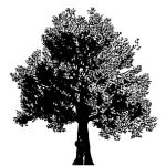 VT_Ulmus_campestris