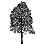 VT_Ulmus_pumila