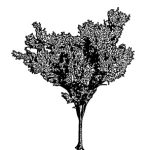 VT_Zelkova_serrata